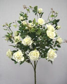 Rose Tree